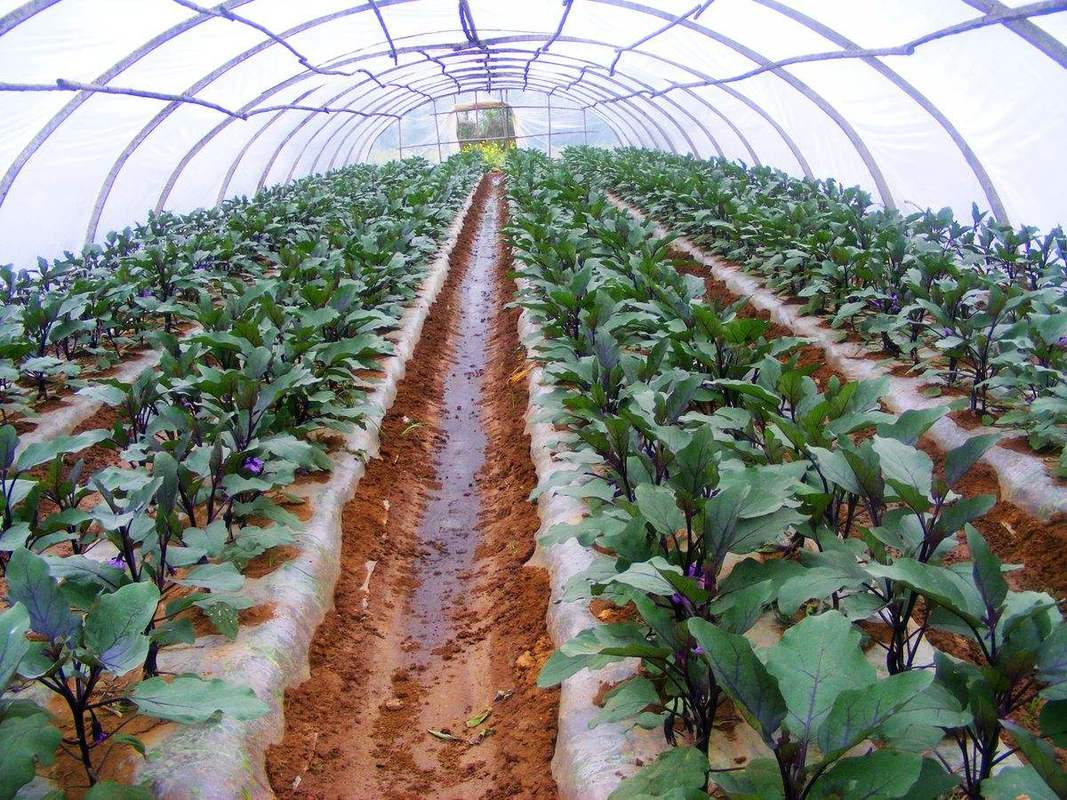 智慧农业-种菜不配对，种了也白费