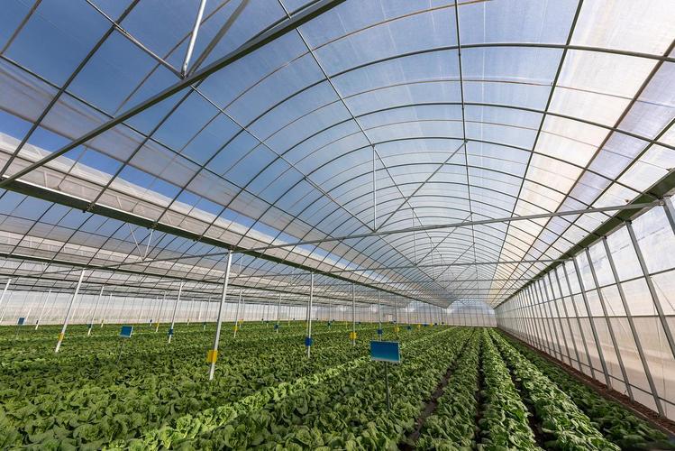 智慧农业-大棚除湿不当会有哪些严重后果？