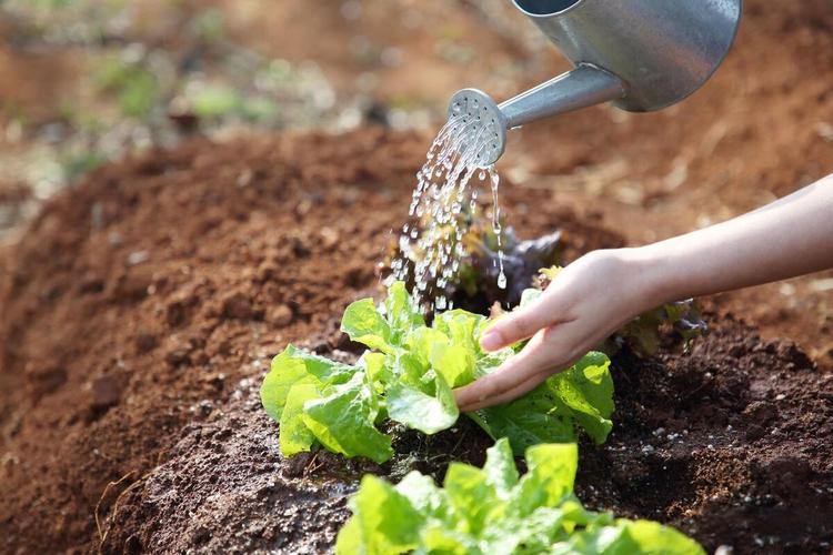 智慧农业-三农小知识：蔬菜浇水别乱浇！