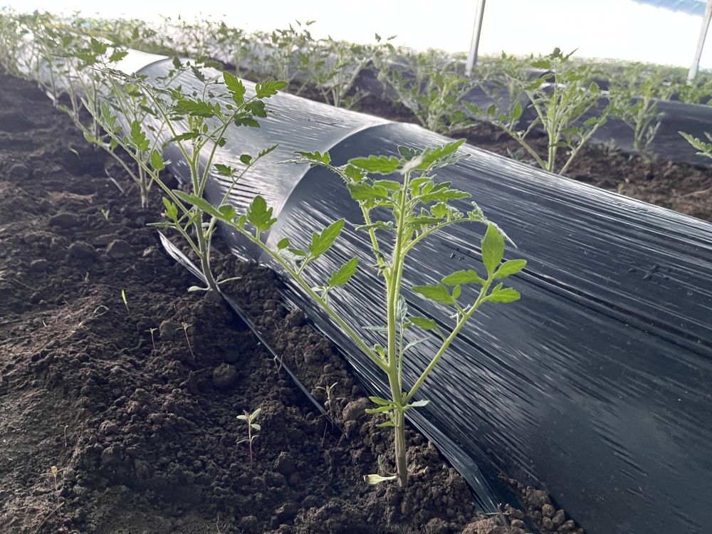 智慧农业-智慧农业：大棚湿气重？三招秒解决