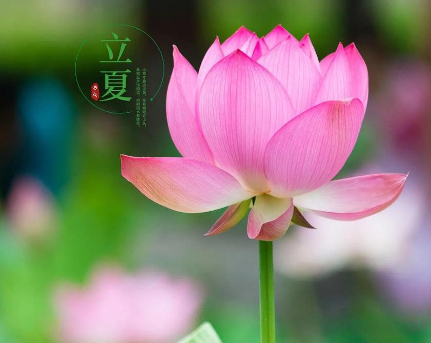 智慧农业-立夏农谚：老祖宗传下来的旱涝预测智慧