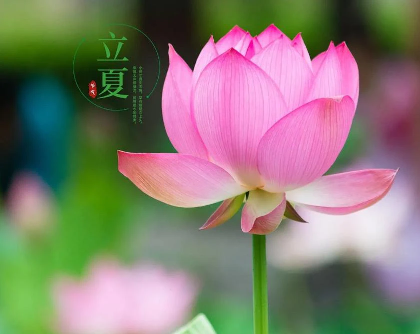 AI智慧农业-立夏农谚：老祖宗传下来的旱涝预测智慧