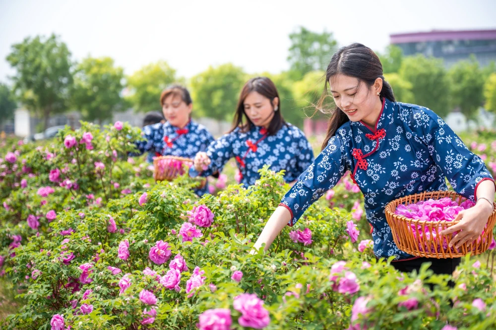 AI数字乡村-中国玫瑰之乡！平阴玫瑰镇靠一朵花年产值60亿