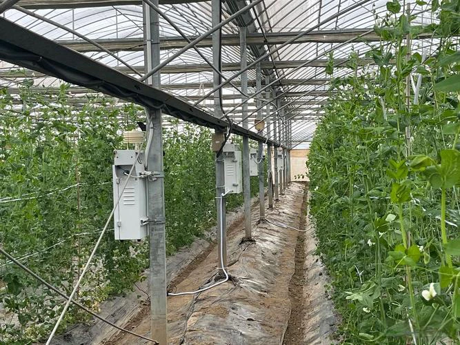 AI智慧农业-智慧大棚解锁绿色防虫新模式，这才是大棚种植户想要的管护方案